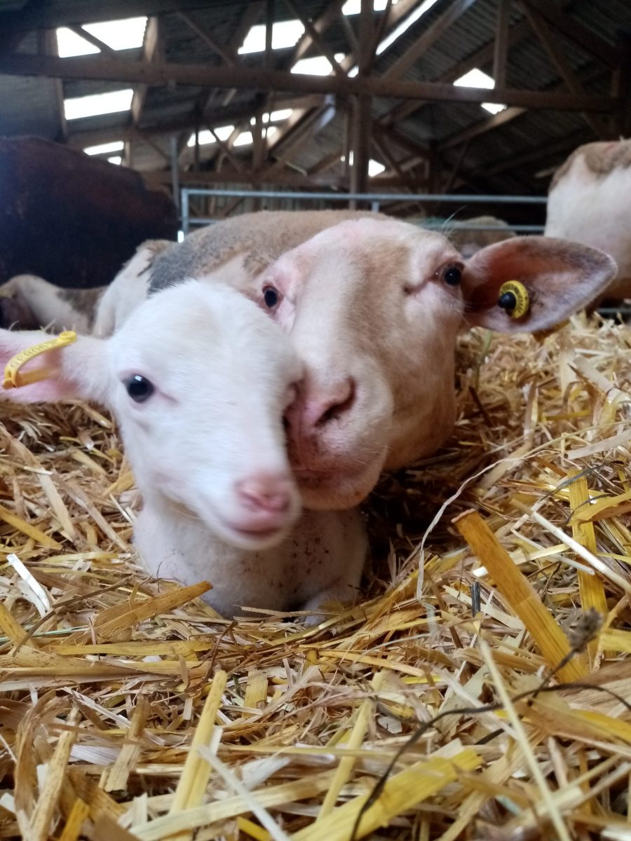 Ferme de Bel’laine